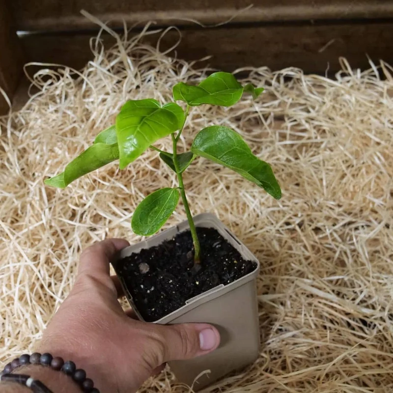 Flamme australienne — Graines ou plant