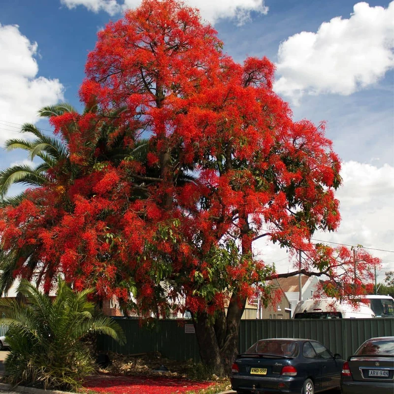 Flamme australienne — Graines ou plant