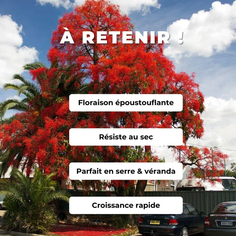 Flamme australienne — Graines ou plant
