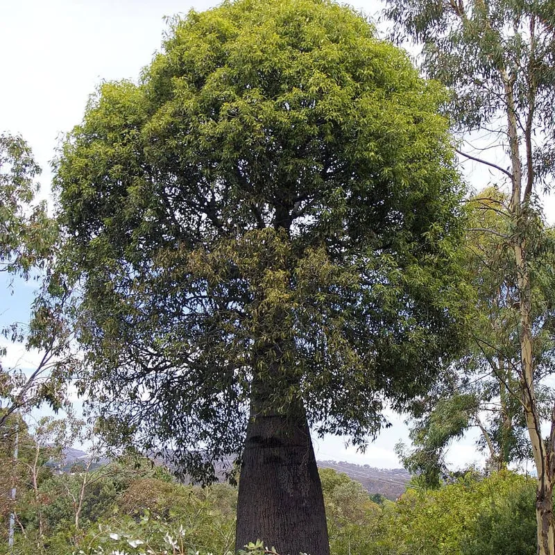 Arbre-bouteille — Graines ou plant