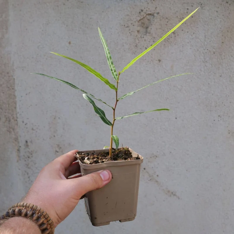 Arbre-bouteille — Graines ou plant