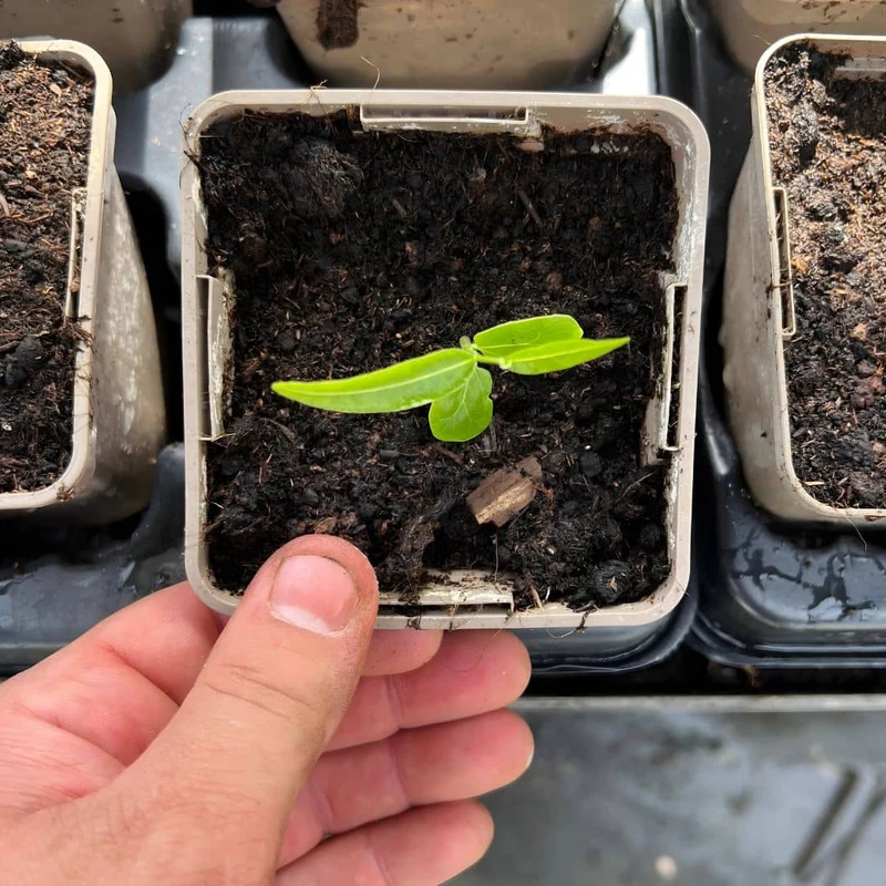 Arbre-bouteille — Graines ou plant