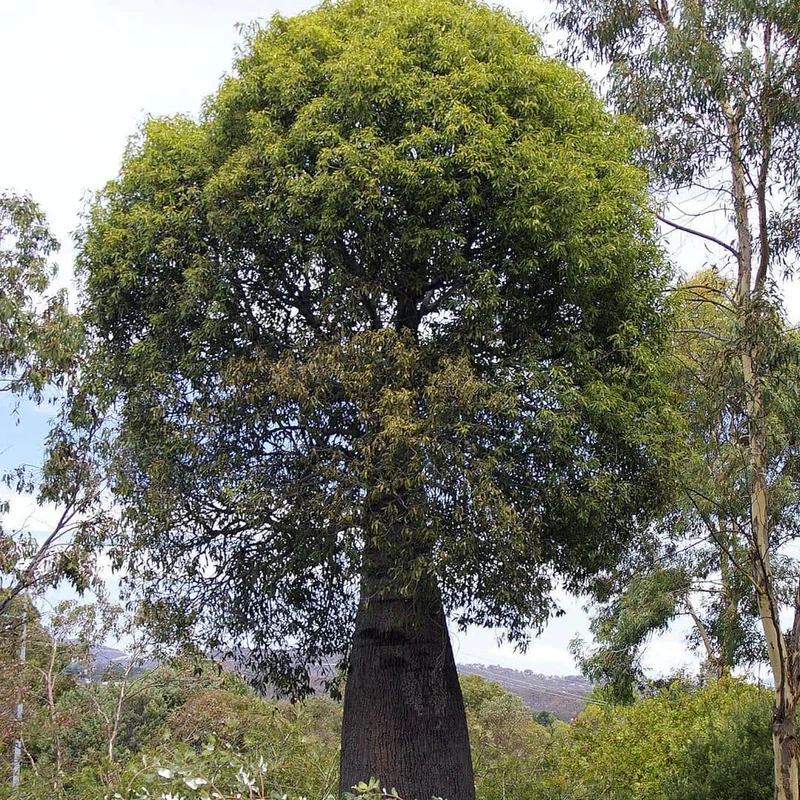 Arbre-bouteille — Graines ou plant