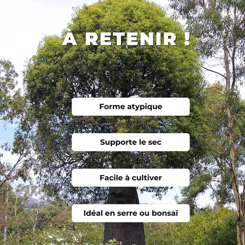 Arbre-bouteille — Graines ou plant