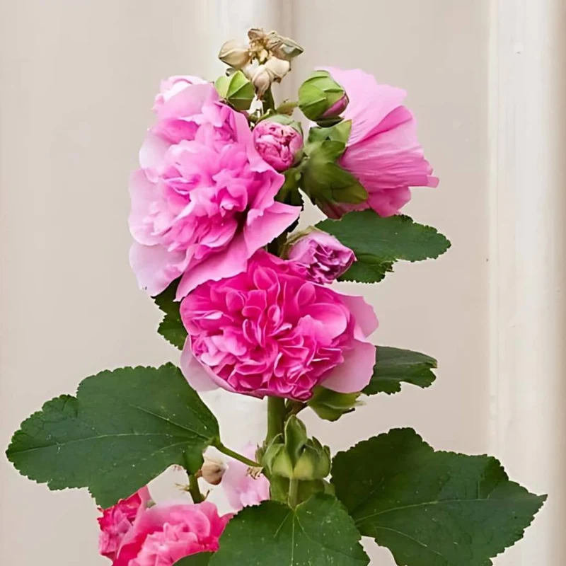 Rose trémière Chater’s Pink — Graines