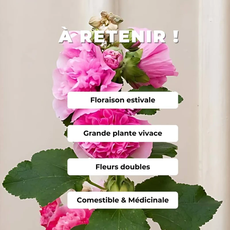 Rose trémière Chater’s Pink — Graines