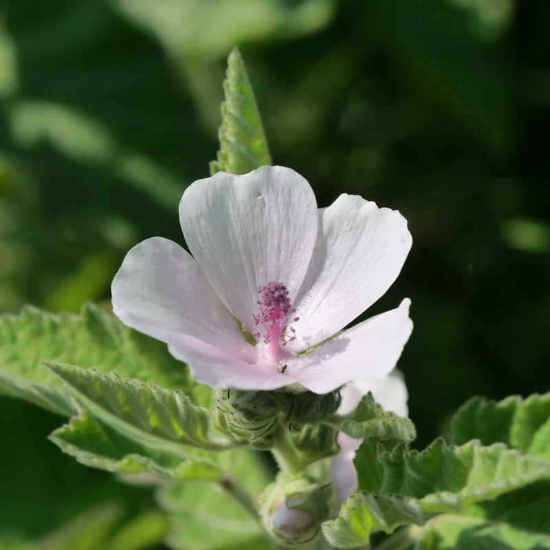 Guimauve officinale — Graines ou plant