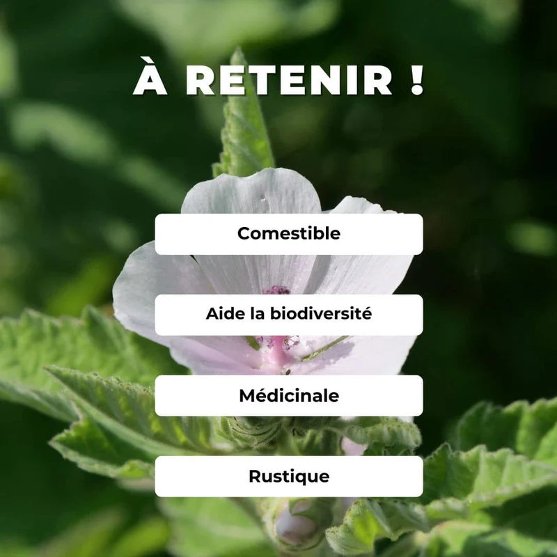 Guimauve officinale — Graines ou plant