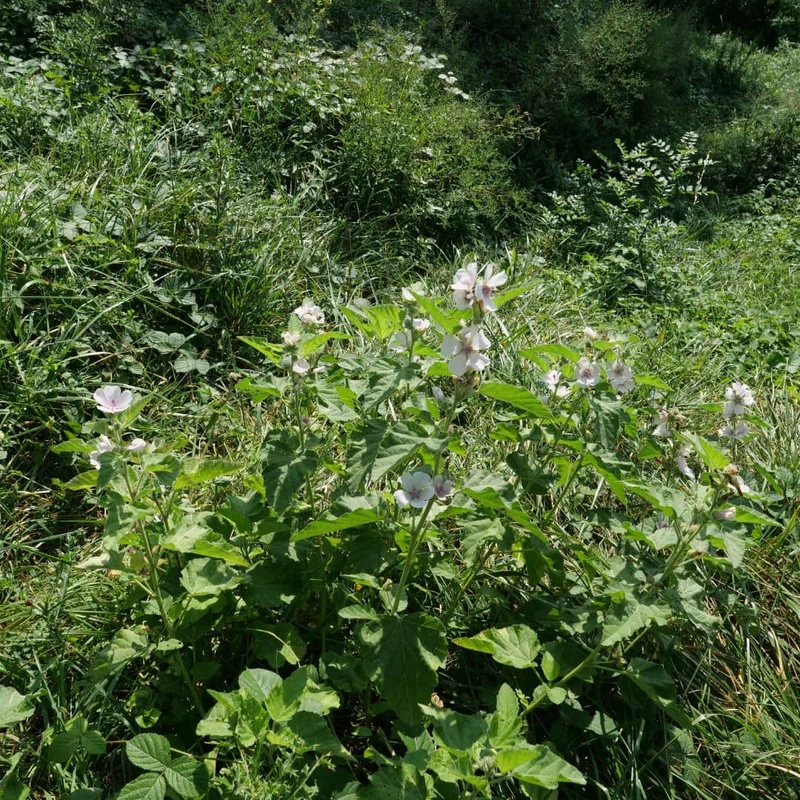 Guimauve officinale — Graines ou plant