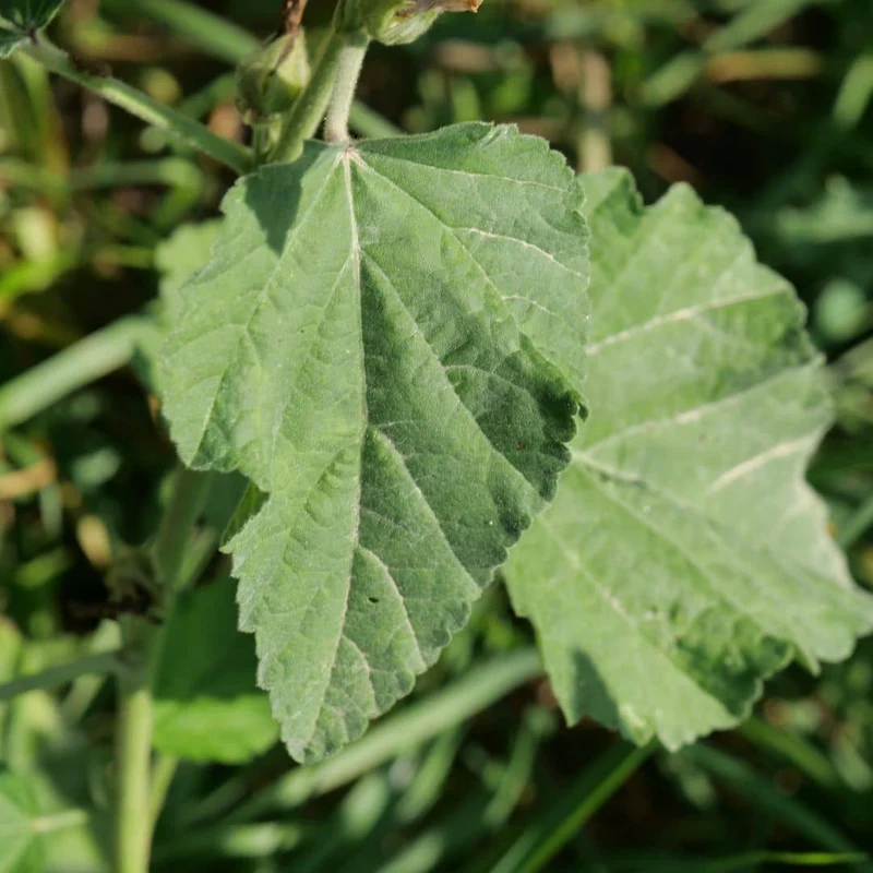 Guimauve officinale — Graines ou plant