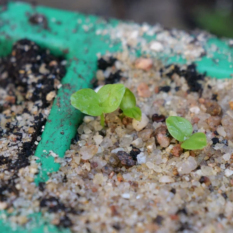 Guimauve officinale — Graines ou plant