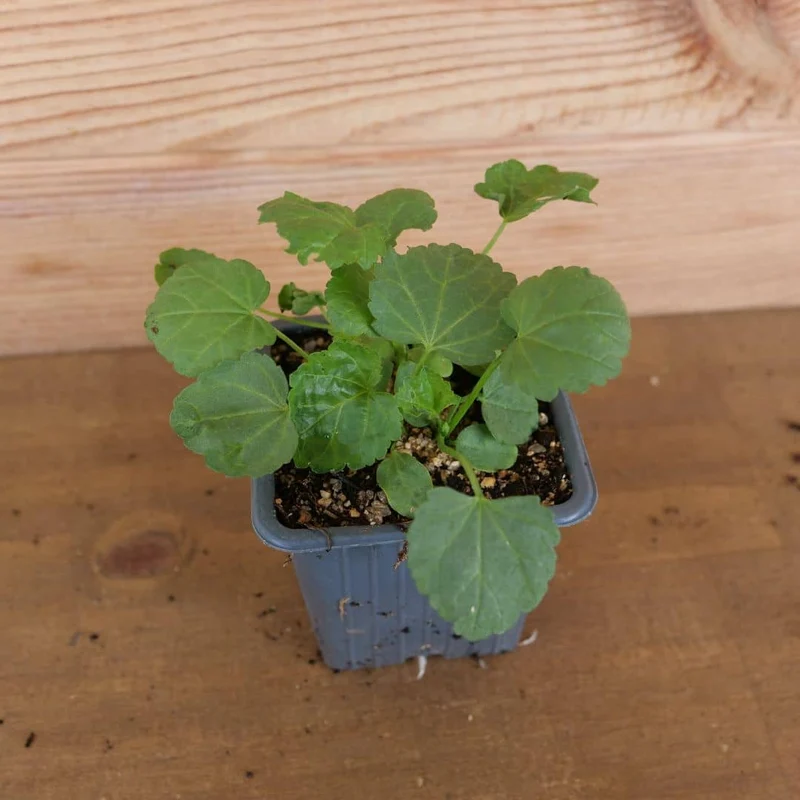 Guimauve officinale — Graines ou plant