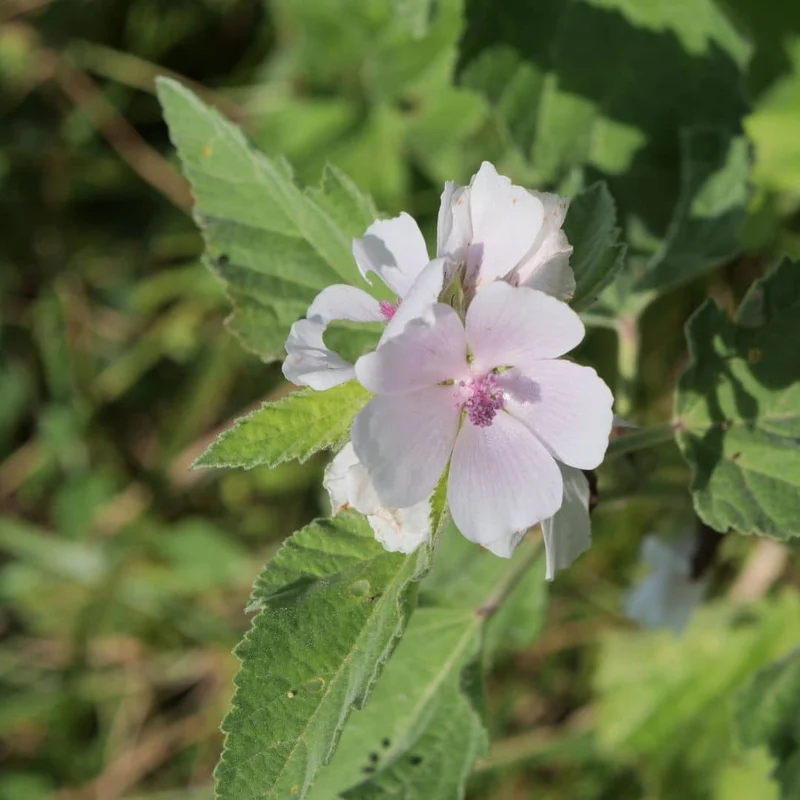Guimauve officinale — Graines ou plant