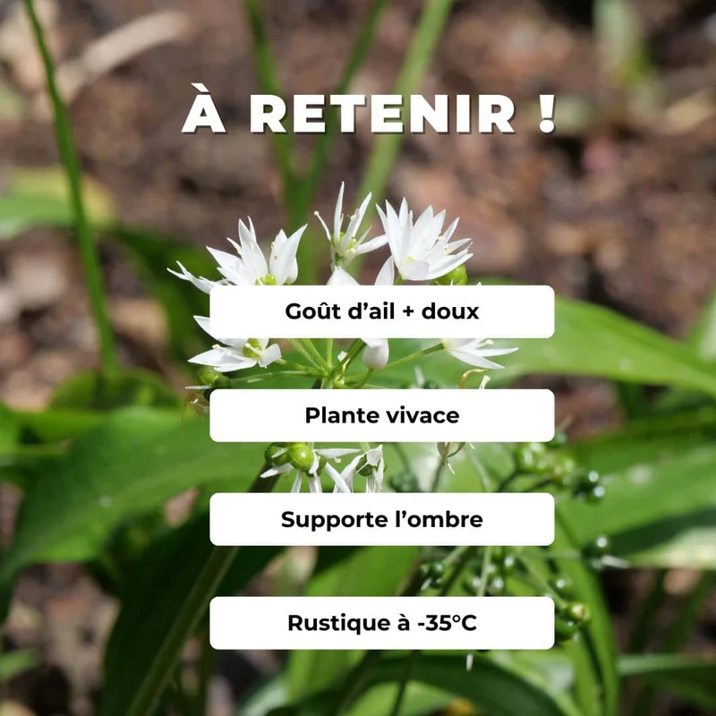 Ail des ours — Graines