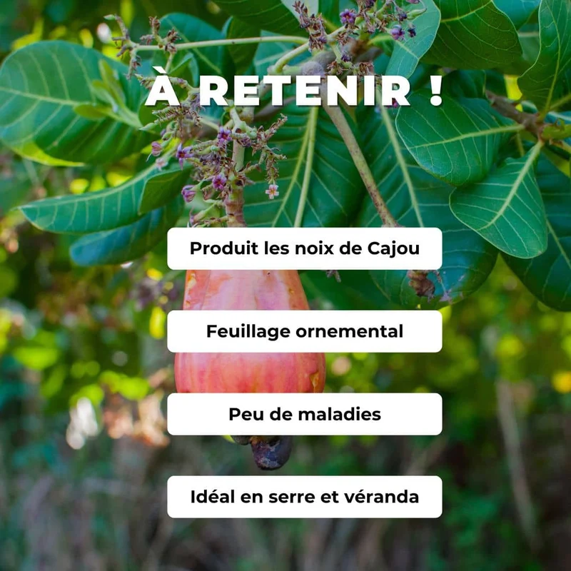 Noix de cajou — Anacardier — Graines