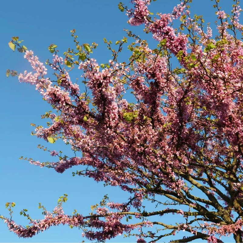 Arbre de Judée — Graines ou plant