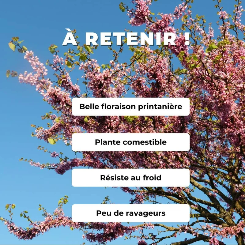 Arbre de Judée — Graines ou plant