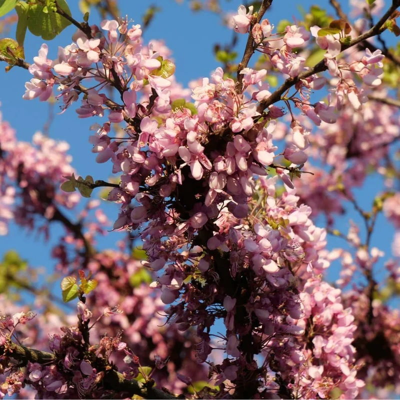 Arbre de Judée — Graines ou plant