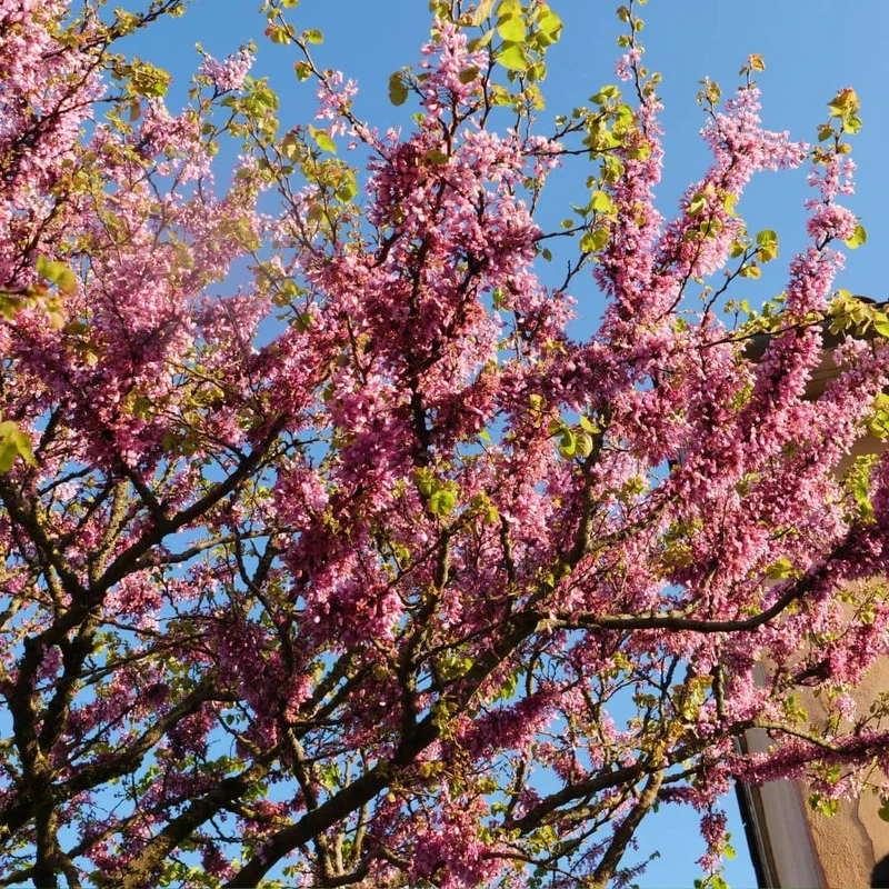 Arbre de Judée — Graines ou plant