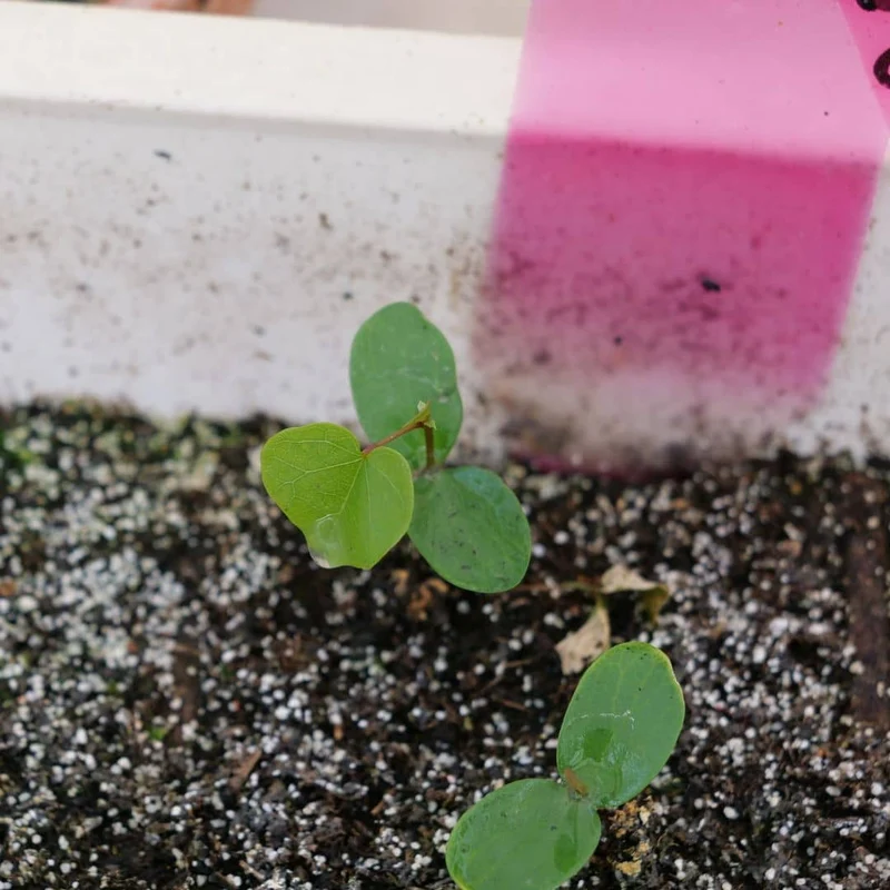 Arbre de Judée — Graines ou plant