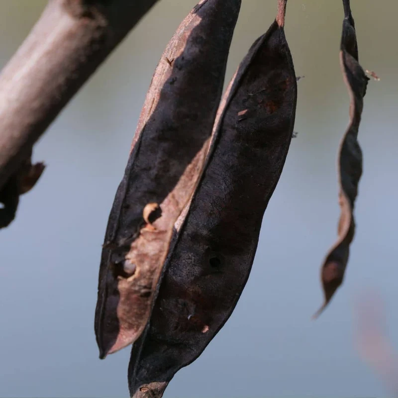 Arbre de Judée — Graines ou plant
