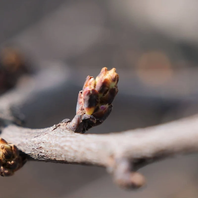 Arbre de Judée — Graines ou plant