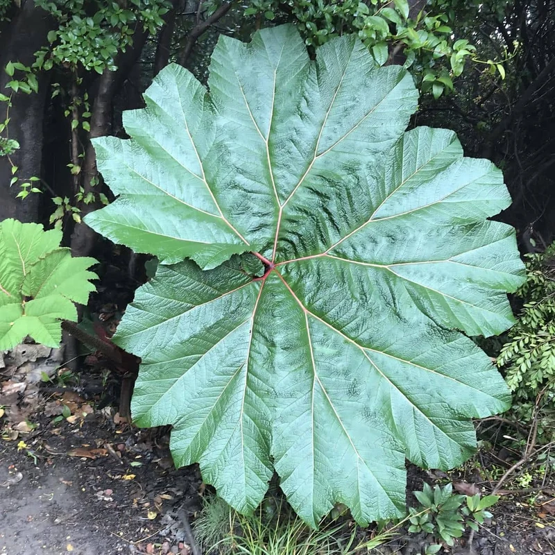 Gunnère parasol — Graines
