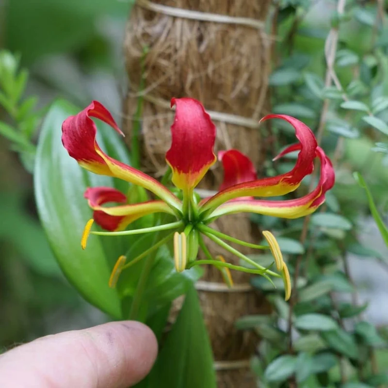 Lis de Malabar — Graines ou plant