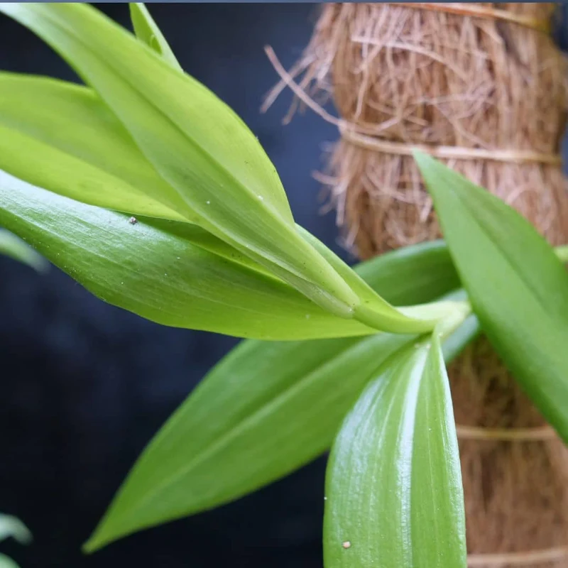 Lis de Malabar — Graines ou plant