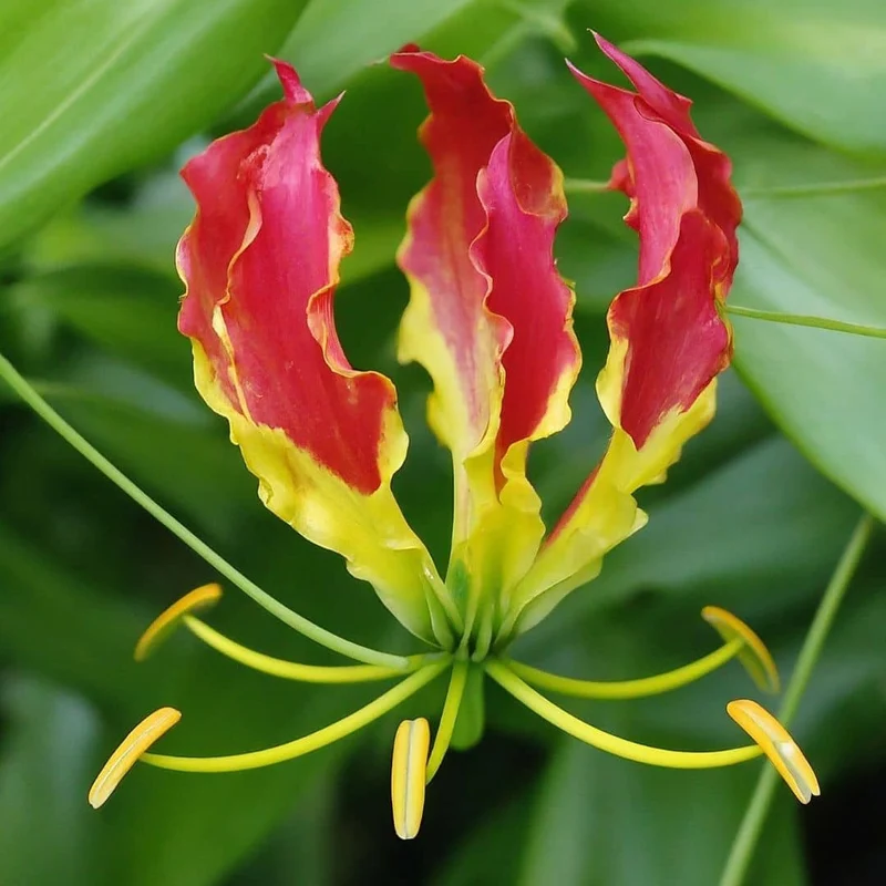 Lis de Malabar — Graines ou plant