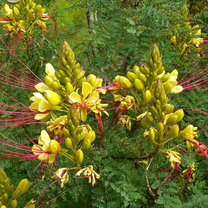 Petit flamboyant jaune — Graines ou plant