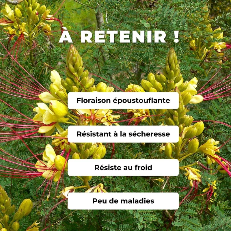 Petit flamboyant jaune — Graines ou plant