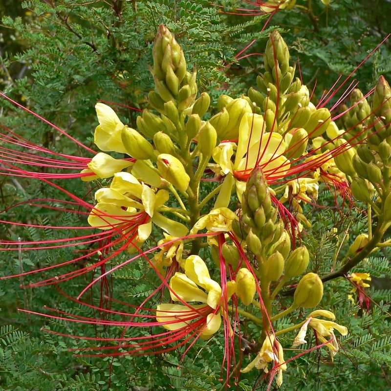 Petit flamboyant jaune — Graines ou plant