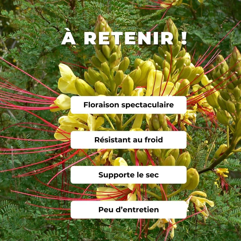 Petit flamboyant jaune — Graines ou plant
