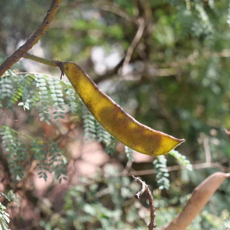 Petit flamboyant jaune — Graines ou plant