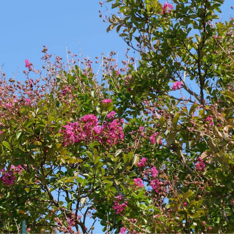 Lilas des Indes — Graines
