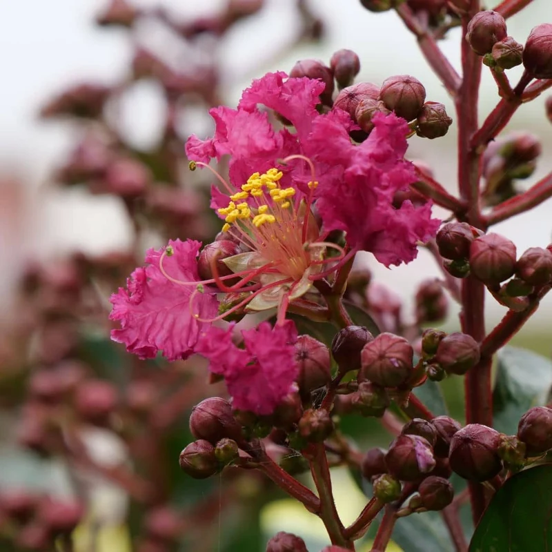 Lilas des Indes — Graines