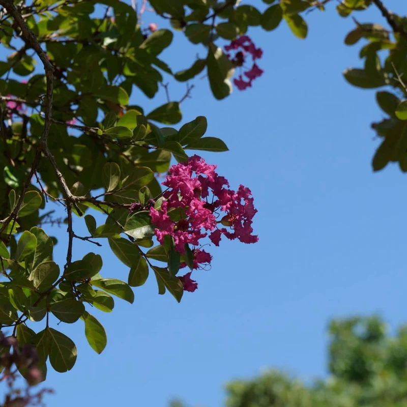 Lilas des Indes — Graines
