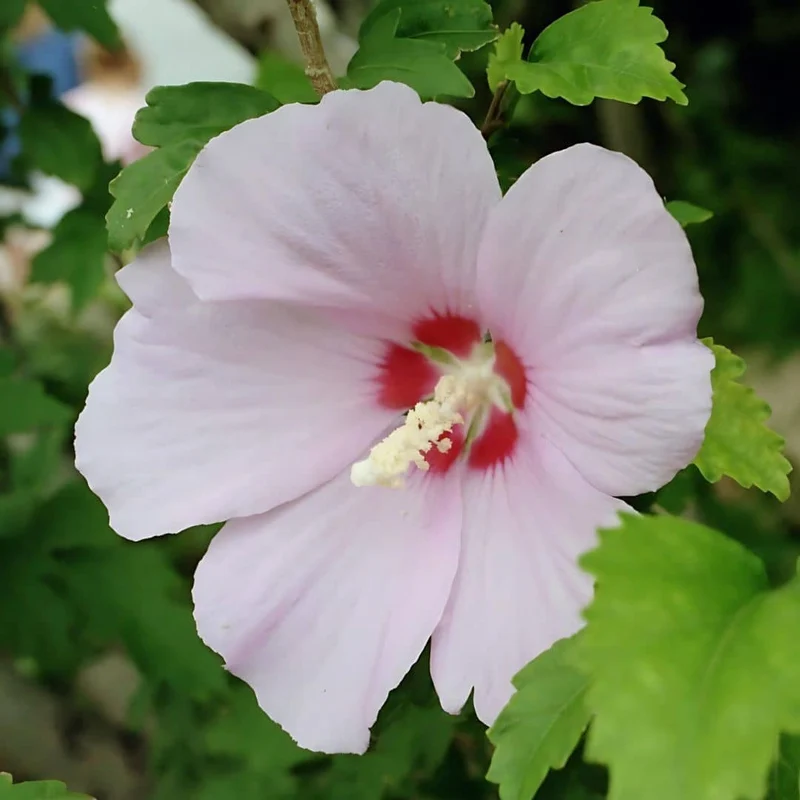 Hibiscus de Syrie — Graines