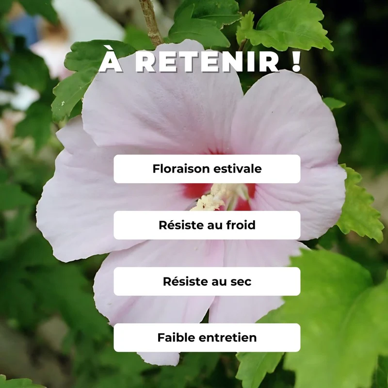 Hibiscus de Syrie — Graines
