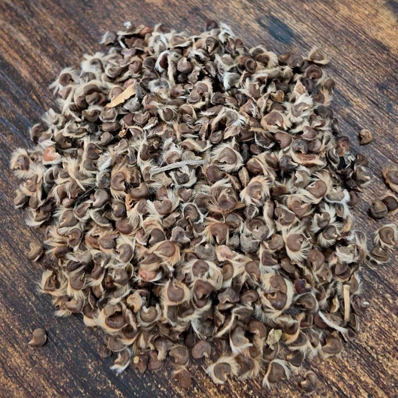 Hibiscus de Syrie — Graines