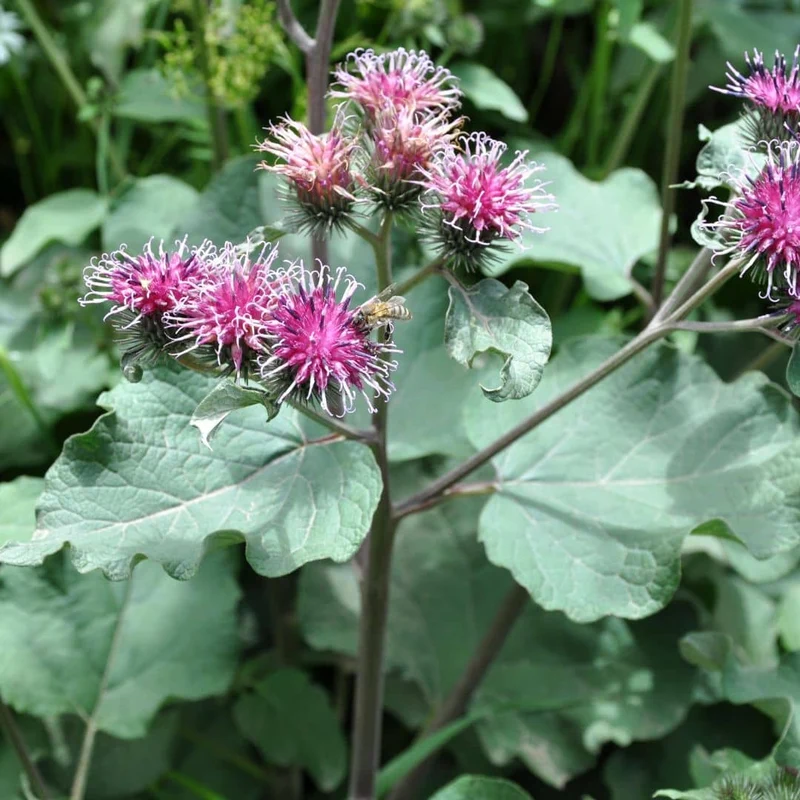 Grande bardane — Graines ou plant
