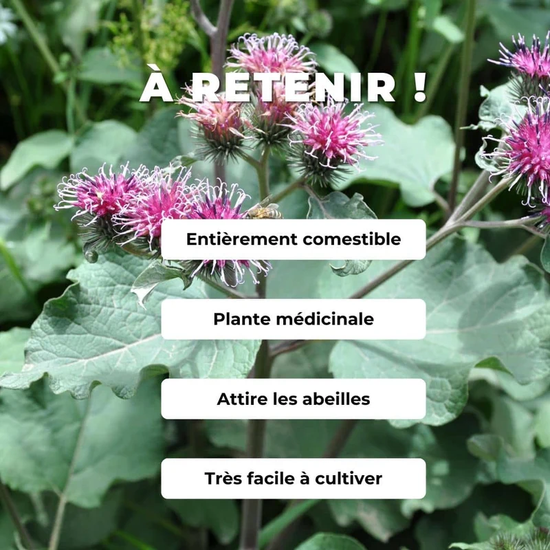 Grande bardane — Graines ou plant