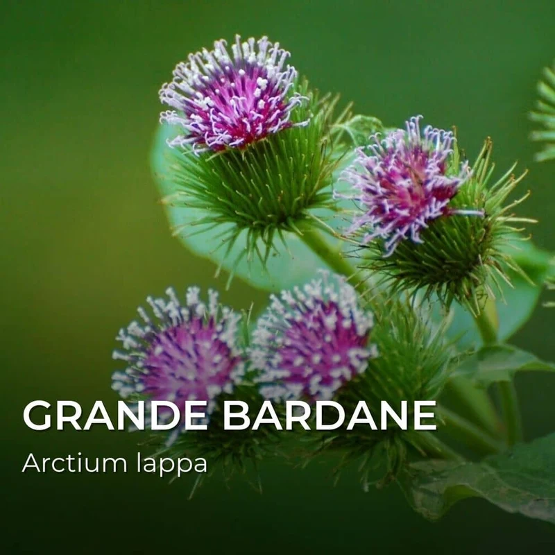 Grande bardane — Graines ou plant