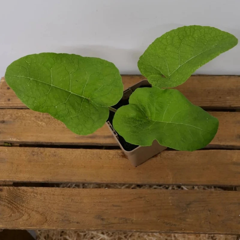 Grande bardane — Graines ou plant