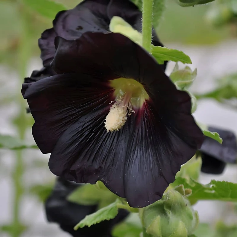 Rose trémière noire Nigra — Graines ou plant