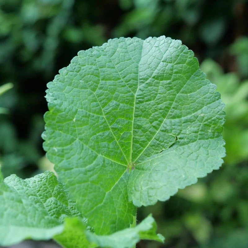 Rose trémière noire Nigra — Graines ou plant