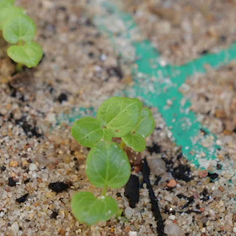 Rose trémière noire Nigra — Graines ou plant