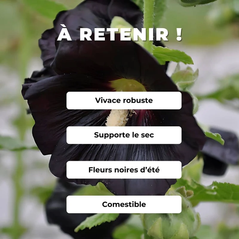 Rose trémière noire Nigra — Graines ou plant