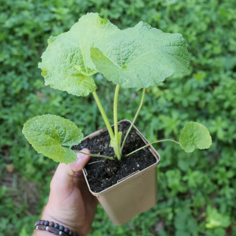 Rose trémière noire Nigra — Graines ou plant